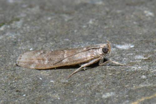Réf. 241 251 : Dioryctria sp.